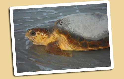 sea turtle returning to ocean